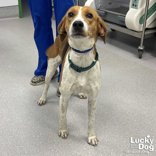 Bouncer, an adoptable Hound in Washington, DC