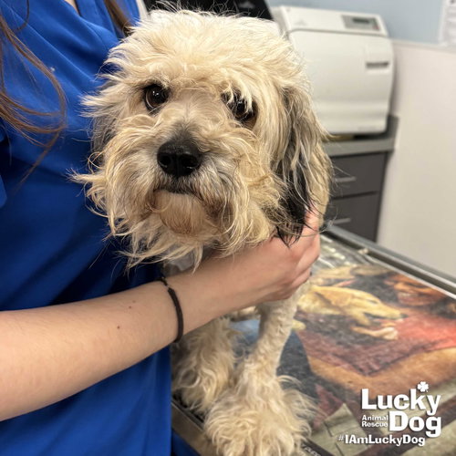 Lucy, an adoptable Havanese in Washington, DC