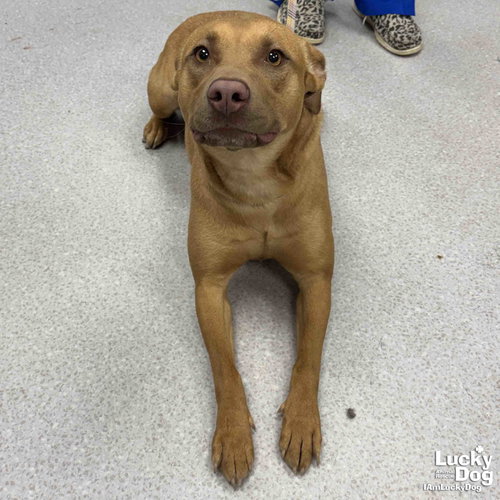 Ma'am, an adoptable Labrador Retriever in Washington, DC