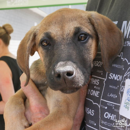Eugene, an adoptable Shepherd in Washington, DC