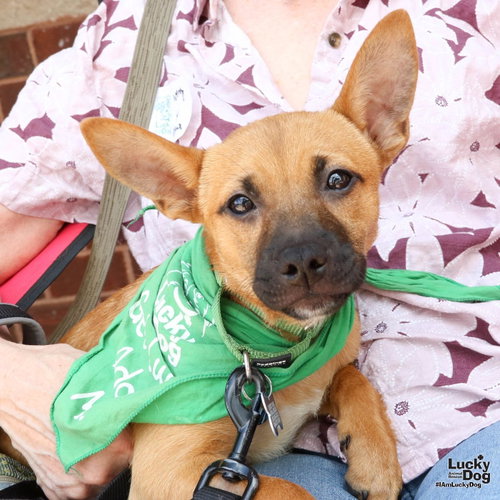 Wisteria, an adoptable Shepherd in Washington, DC