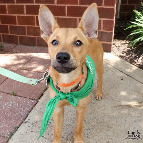 Wynne, an adoptable Shepherd in Washington, DC