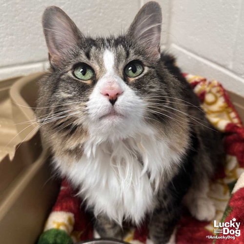 Miss Cleo, an adoptable Domestic Medium Hair in Washington, DC