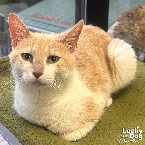 Running Shoes, Young Domestic Short Hair / Mixed (short coat), cat for adoption in Bowie, Maryland