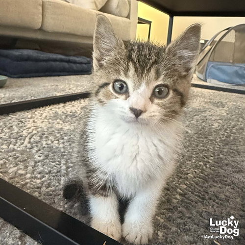 Happy, an adoptable Domestic Short Hair in Washington, DC