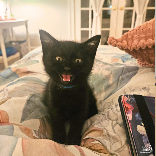 Sooty, Baby Domestic Short Hair / Mixed (short coat), cat for adoption in Bowie, Maryland