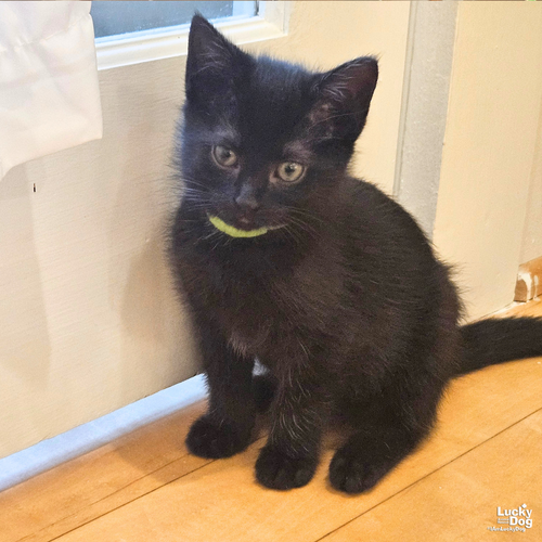 Sissy, Baby Domestic Short Hair / Mixed (short coat), cat for adoption in Bowie, Maryland