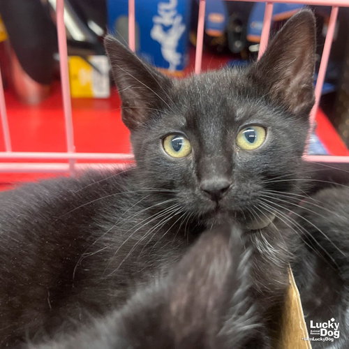 Sissy, Baby Domestic Short Hair / Mixed (short coat), cat for adoption in Annapolis, Maryland
