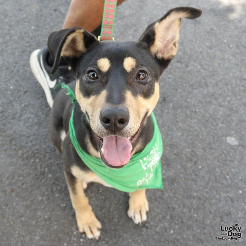 Thelma, an adoptable Shepherd in Washington, DC
