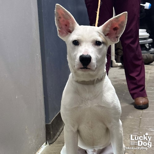 Betty Ross, an adoptable Carolina Dog in Washington, DC