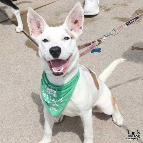 Betty Ross, an adoptable Carolina Dog in Washington, DC
