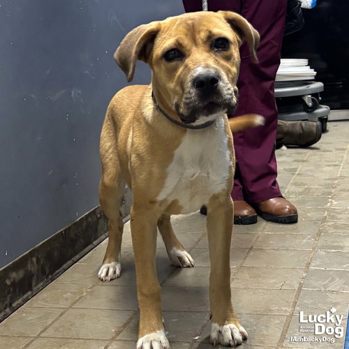 Journey, an adoptable Shepherd in Washington, DC