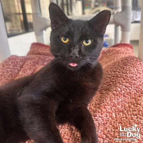Bear, Adult Domestic Short Hair / Mixed (short coat), cat for adoption in Bowie, Maryland