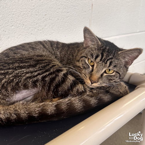 Mufasa, Young Domestic Short Hair / Tabby / Mixed (short coat), cat for adoption in Bowie, Maryland