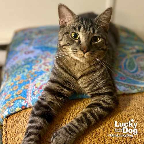 Mufasa, an adoptable Domestic Short Hair in Washington, DC