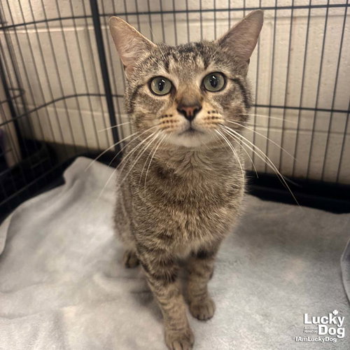 Dave Thomas, Young Domestic Short Hair / Tabby / Mixed (short coat), cat for adoption in Bowie, Maryland