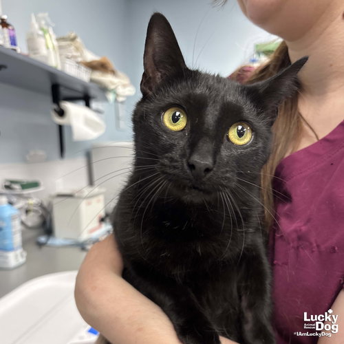 Moon, an adoptable Domestic Short Hair in Washington, DC
