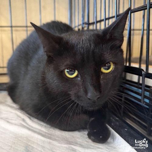 Moon, a cat for adoption from Lucky Dog Animal Rescue