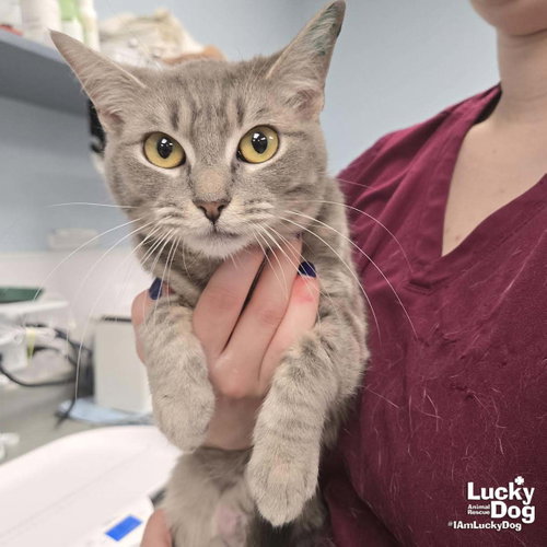 Storm, Baby Domestic Short Hair / Tabby / Mixed (short coat), cat for adoption in Bowie, Maryland