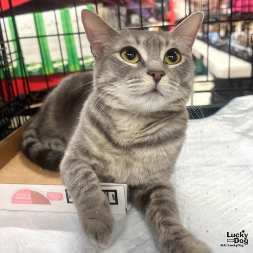 Storm, Young Domestic Short Hair / Tabby / Mixed (short coat), cat for adoption in Annapolis, Maryland