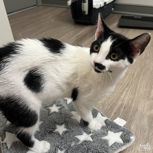 Mei, Baby Domestic Short Hair / Mixed (short coat), cat for adoption in Bowie, Maryland