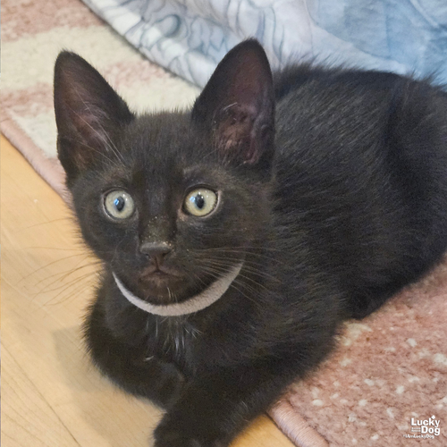 Sable, Baby Domestic Short Hair / Mixed (short coat), cat for adoption in Bowie, Maryland