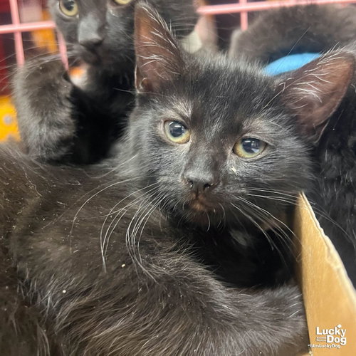 Sable, Baby Domestic Short Hair / Mixed (short coat), cat for adoption in Annapolis, Maryland