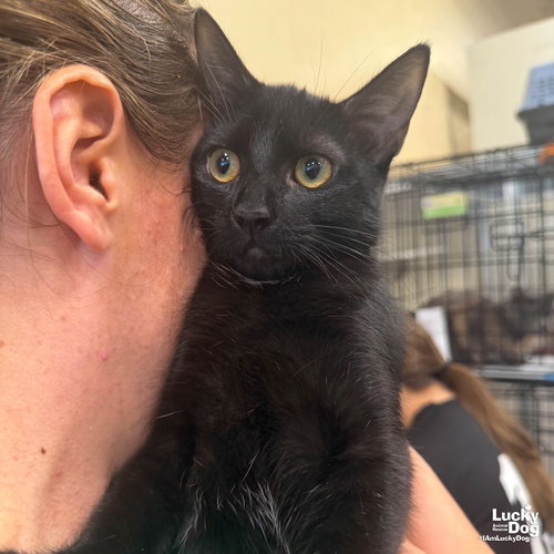 Sable, a cat for adoption from Lucky Dog Animal Rescue
