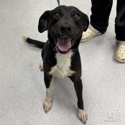 Carl, an adoptable Beagle in Washington, DC