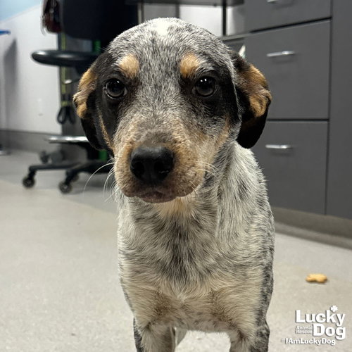 Simon, an adoptable Australian Cattle Dog in Washington, DC