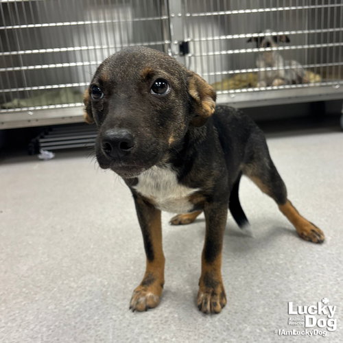 Savannah, an adoptable Australian Cattle Dog in Washington, DC