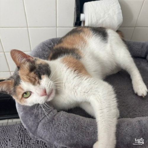Blinkie, Adult Domestic Short Hair / Calico / Mixed (short coat), cat for adoption in Bowie, Maryland