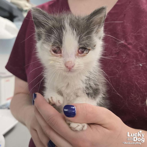 Little Apricot, Baby Domestic Short Hair / Mixed (long coat), cat for adoption in Bowie, Maryland