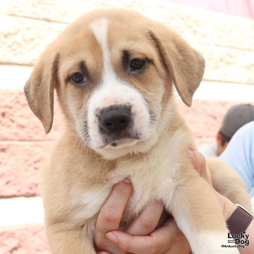 Loquat, an adoptable Retriever in Washington, DC