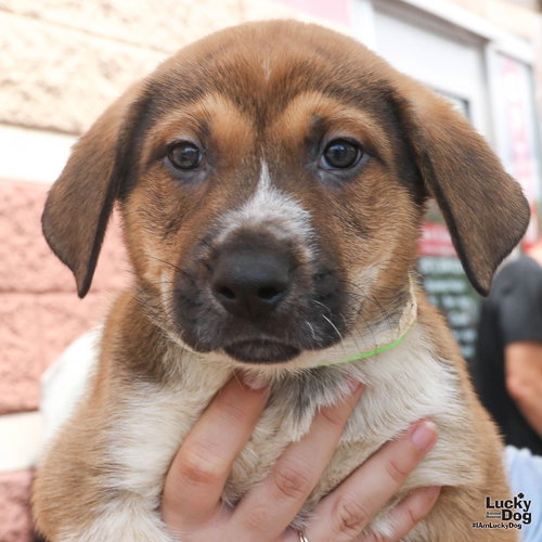 Lime, an adoptable Retriever in Washington, DC