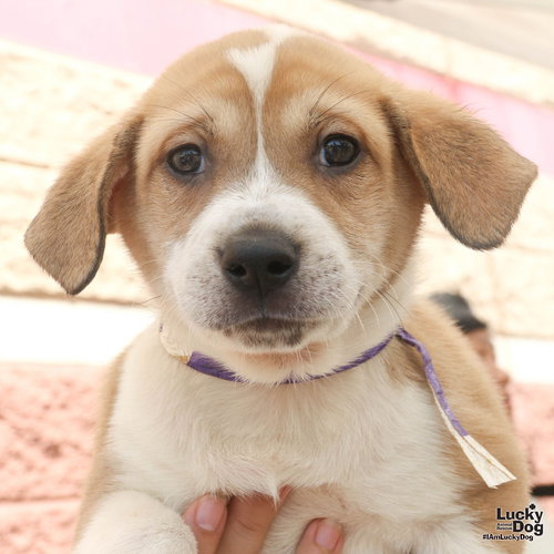 Lupsi, an adoptable Retriever in Washington, DC