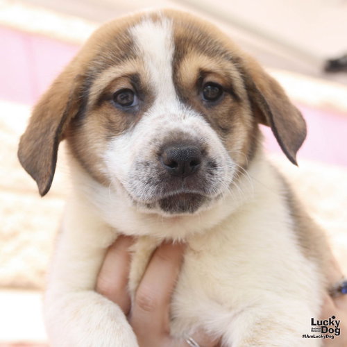 Lulo, an adoptable Retriever in Washington, DC