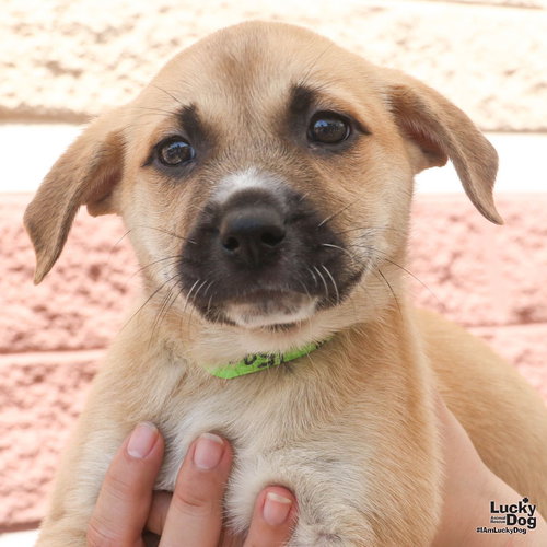 Lucuma, an adoptable Retriever in Washington, DC