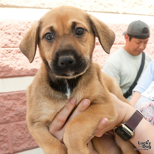 Longan, an adoptable Retriever in Washington, DC