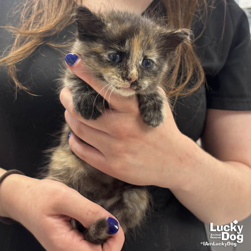 Cookie, an adoptable Domestic Medium Hair in Washington, DC