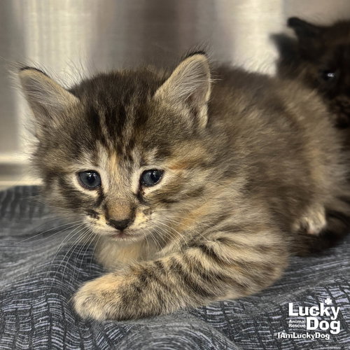 Crumble, an adoptable Domestic Medium Hair in Washington, DC