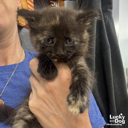Custard, an adoptable Domestic Medium Hair in Washington, DC