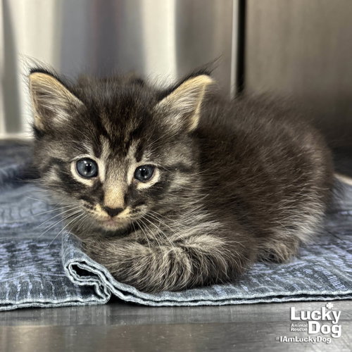 Cannoli, an adoptable Domestic Medium Hair in Washington, DC