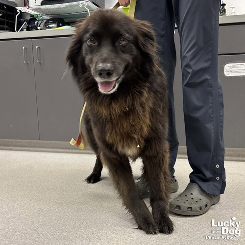 GP, an adoptable Flat-coated Retriever in Washington, DC