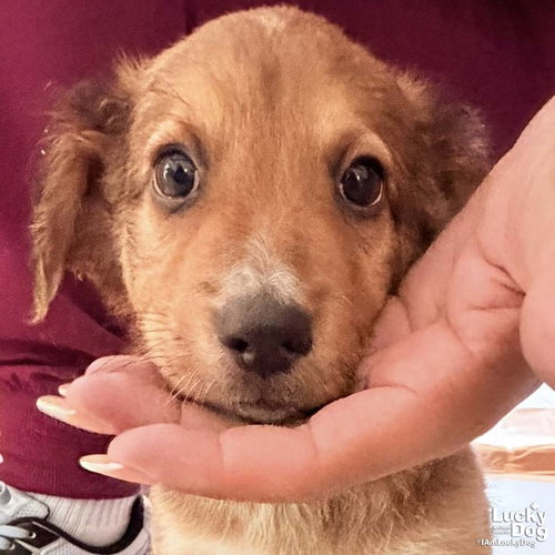 Chandler, an adoptable Spaniel in Washington, DC