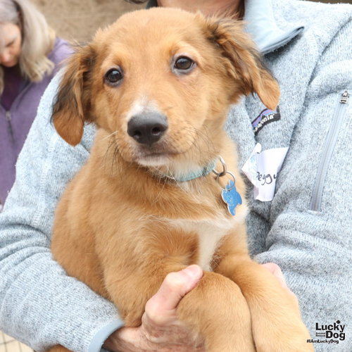 Chandler, an adoptable Spaniel in Washington, DC