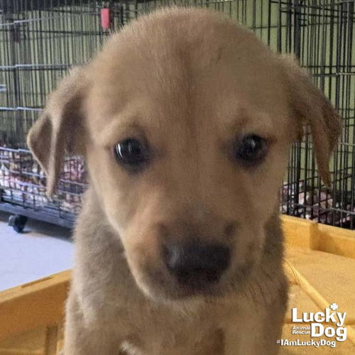 Chaz, an adoptable Spaniel in Washington, DC