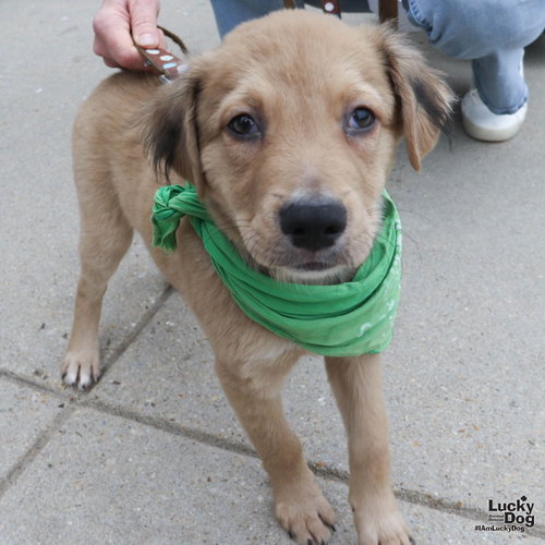 Chaz, an adoptable Spaniel in Washington, DC