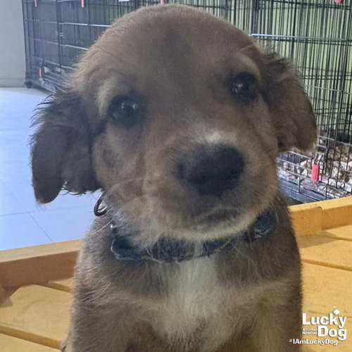 Chester, an adoptable Spaniel in Washington, DC