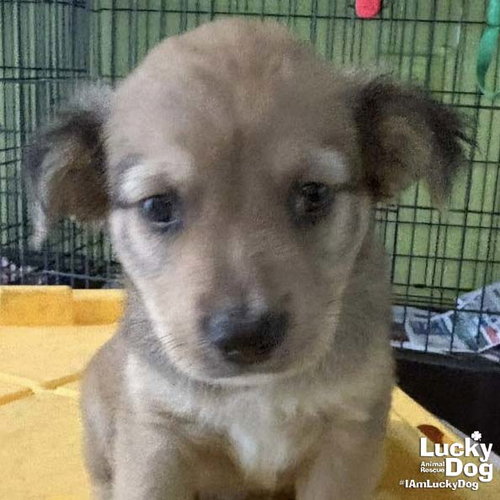 Chip, an adoptable Spaniel in Washington, DC